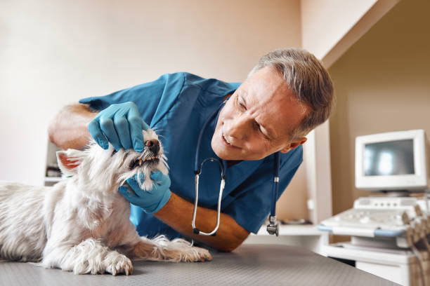 Best 24-Hour Emergency Dentist in St Lawrence, PA